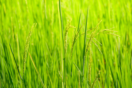 青穗水稻的稻田