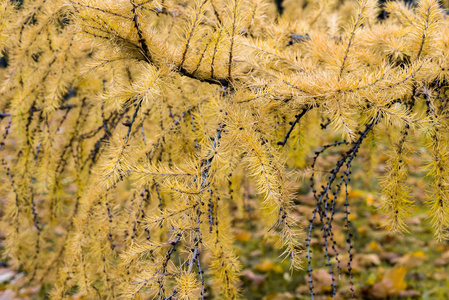 秋天黄色落叶松树枝特写镜头图片