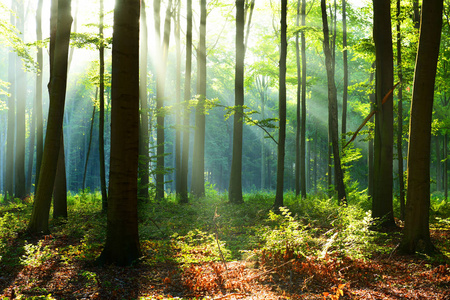美丽的秋天森林与早晨的阳光