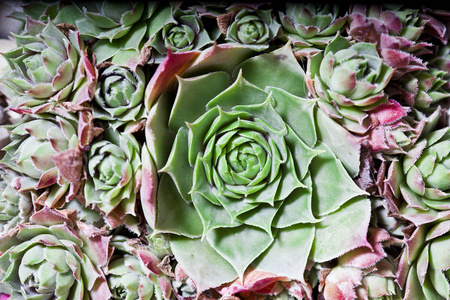 肉质植物或仙人掌多肉植物开销或顶视图的布局