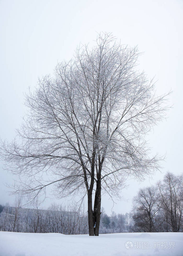 冬天没有雪下叶光秃的树木