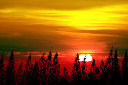 亚高山植物夕阳色的天空云漂浮在剪影松树之上照片