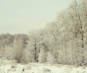 雪冬林