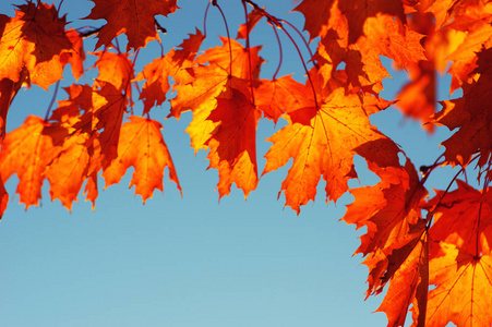 秋天的叶子在天空。色调休闲