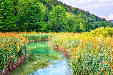 可爱的小溪与水晶般清澈的水在普利特维采湖国家公园周围绿草如茵