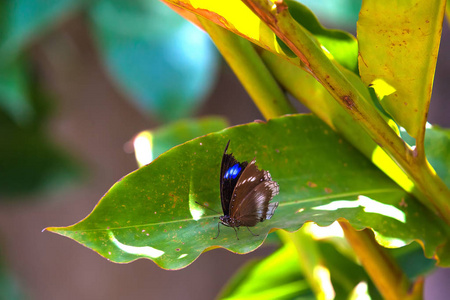 华丽美丽的棕色灰色白色蝴蝶坐落在热带植物的一片绿色的大叶子上, 在明亮的阳光下。泰国蝴蝶种植园的丹努斯根地和条纹虎
