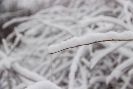 美丽的白雪覆盖的城市公园与树木和路径