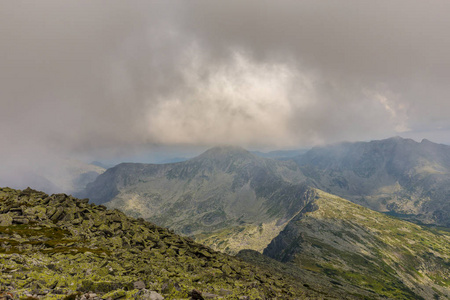 雾和云杉木树林在阿尔卑斯山，雨后