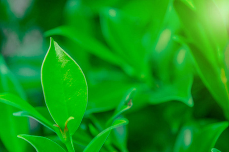 浅蓝绿色矢量无缝优雅的背景与树叶树枝.