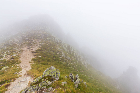 雾和云杉木树林在阿尔卑斯山，雨后