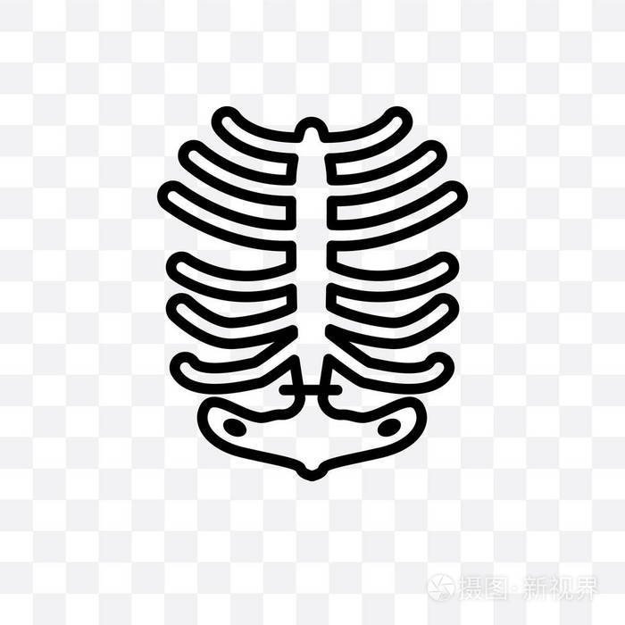 人的肋骨矢量线性图标隔离在透明的背景下, 人肋骨透明度的概念可以