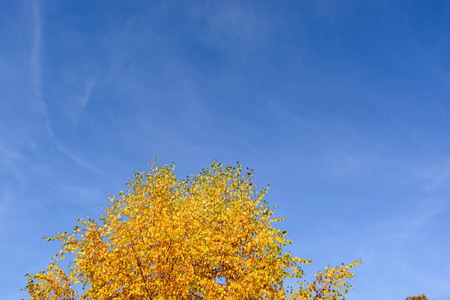 秋天的树木在一个阳光明媚和多风的秋日与蓝天