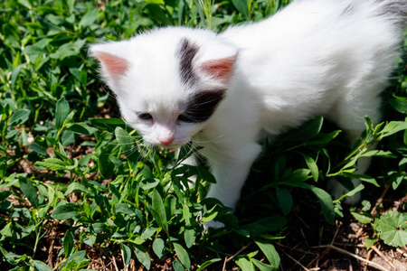 绿草小猫