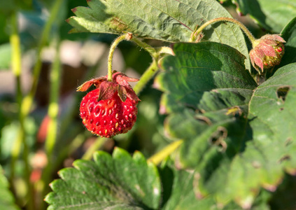 成熟的红色草莓在夏天的花园