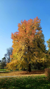 秋天公园里有彩叶的枫树