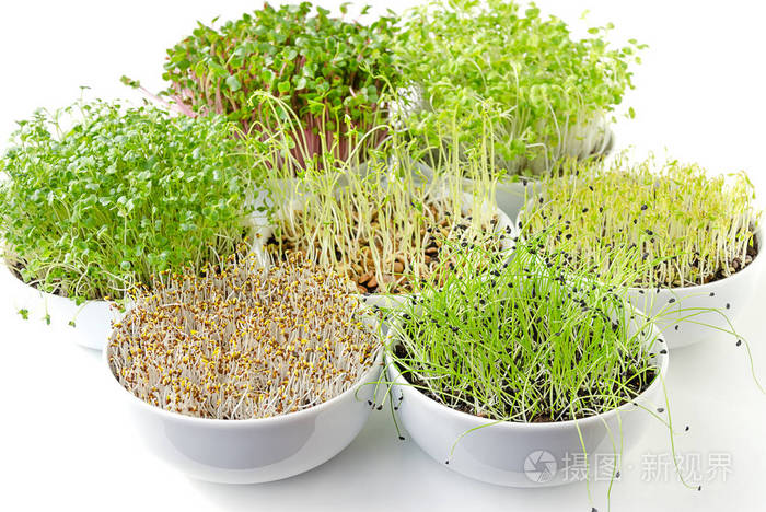 白色碗中的不同芽 发芽微青菜 紫花苜蓿 大白菜 大蒜 甘蓝 小扁豆和萝卜在盆栽堆肥中的芽 绿色的幼苗 幼苗 子叶 美食照片照片 正版商用图片0tigs7 摄图新视界