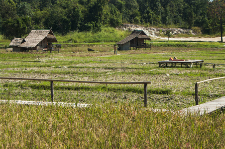 景观摄影 亚洲稻田景观与生活方式农民
