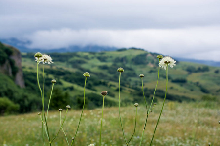 在风景秀丽的景观视角 Artvin 高地山林