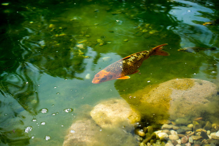美丽五颜六色的鱼儿在池塘里图片