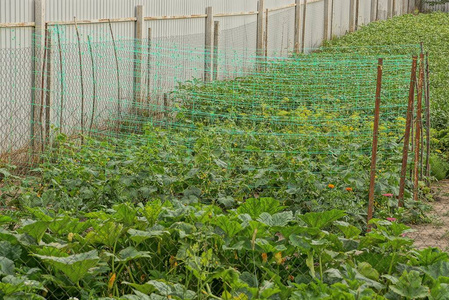 在花园床上格子与绿色植物附近的围栏