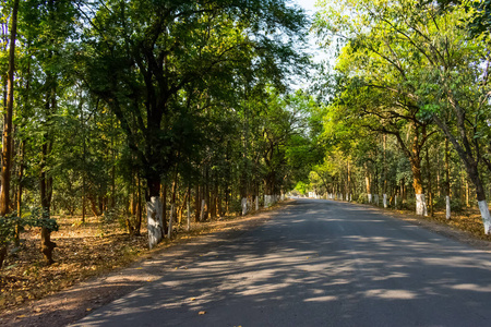 路是自由的笔直的公路穿过树林, 两边都是大树.