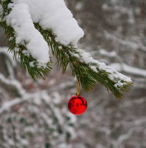 红色的玩具球挂在一个下雪的分支