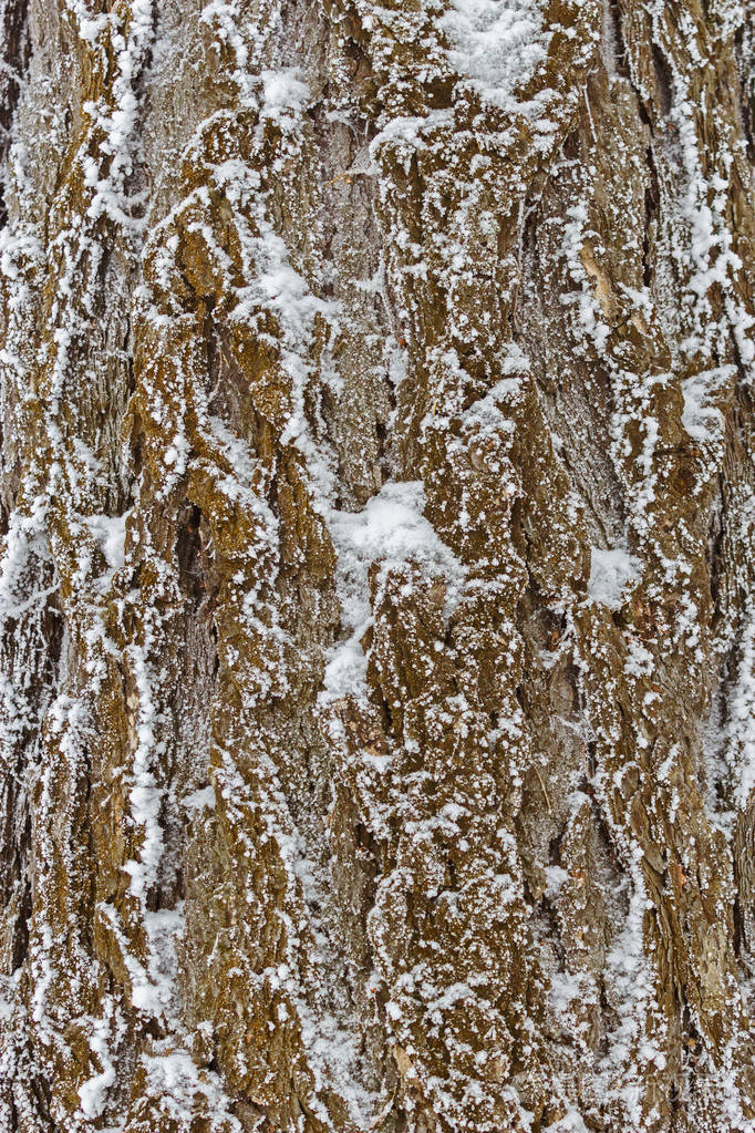 雪覆盖的松树树皮的纹理