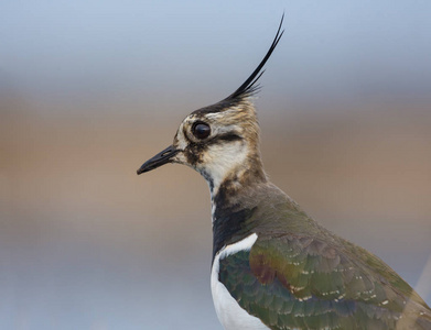 雄性北翻领近距离肖像, 有长冠和黑色冠的详细羽毛