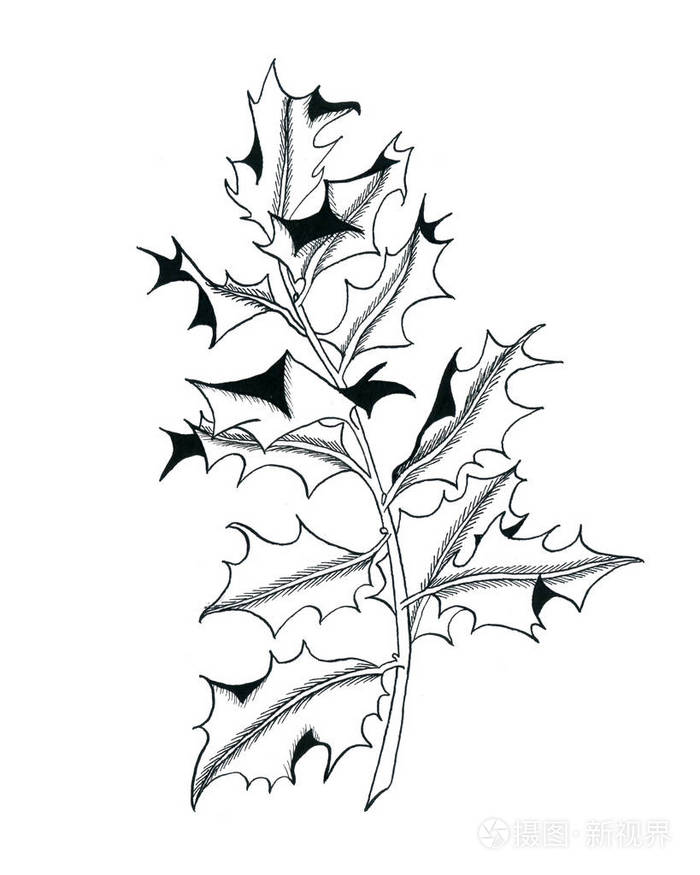 冬青树的单色.图图形手绘, 查出的墨水例证在白色背景