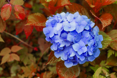 蓝色绣球花与红色的叶子在花园里