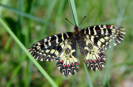 蝴蝶在阳光明媚的草地上。春天的蝴蝶。南绳