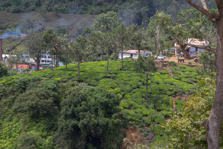 印度茶叶种植园中 Darjiling