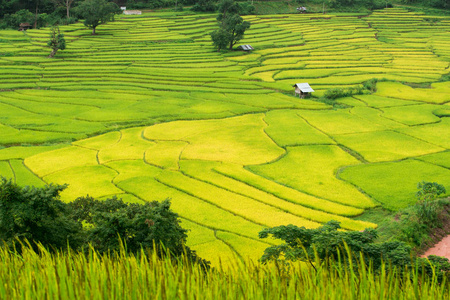 泰国南的绿色梯田。从高视图拍摄