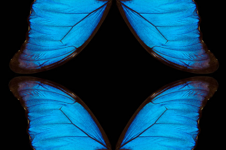翅膀的蝴蝶形态纹理背景.形态蝶照片