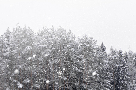 白雪皑皑的丛林为背景，蓝蓝的天空。冬季景观