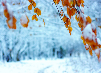 雪中的黄叶。晚秋和初冬。模糊的自然背景与浅 dof