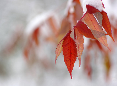 雪中的黄叶。晚秋和初冬。模糊的自然背景与浅 dof