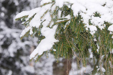 在冬季森林雪 fir 分公司