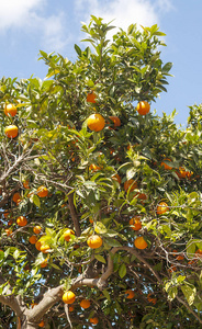 种植在地里的橙树