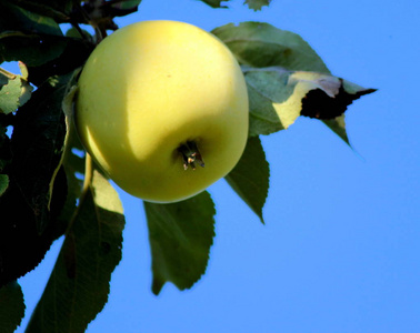 一棵树上的苹果