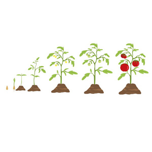 种子番茄番茄生长周期.从小型种子到大番茄照片