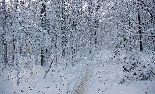 树木在冬天白雪覆盖