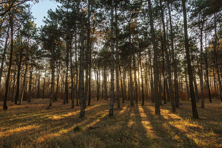 图片为日历松树林。秋天的松树林里的树干。秋林景观为明信片海报, 日历。在太阳的落日中, 冷杉树的树干