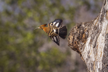 非洲 hoopoe 在克鲁格国家公园, 南非Upupidae Upupa 基利坎贝尔家族的钱币