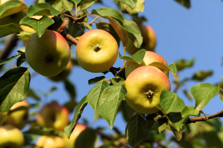 前景中的四个, 背景中的许多黄色斑点苹果生长在树枝上, 近距离水果, 小而扁平, 绿色的叶子和蓝天
