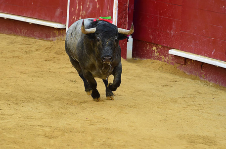 斗牛在西班牙与公牛