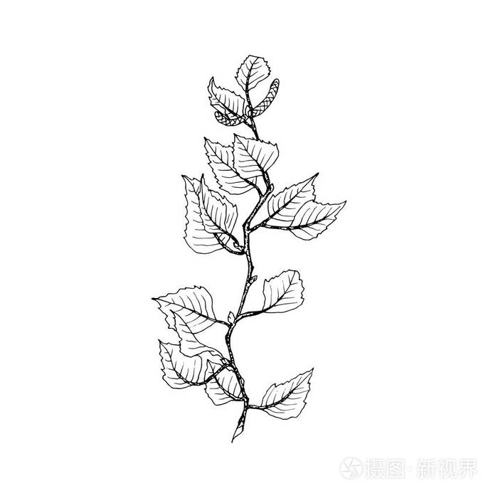 桦树树枝手绘秋天轮廓.海报,横幅,网页设计元素.隔离向量