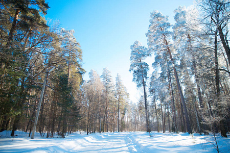 森林里被白雪覆盖的树木在霜冻中。冬天在国家