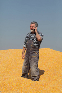 玉米收获, 农民在堆积如山的作物用手机说话, 面带微笑