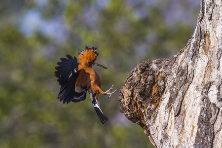 非洲 hoopoe 在克鲁格国家公园, 南非Upupidae Upupa 基利坎贝尔家族的钱币